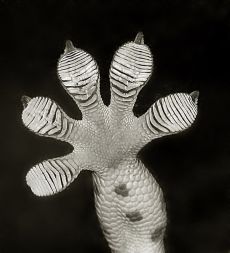 detail gekoní nohy