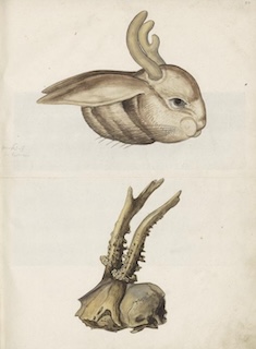 Lepus cornutus