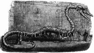 Kochův mořský had